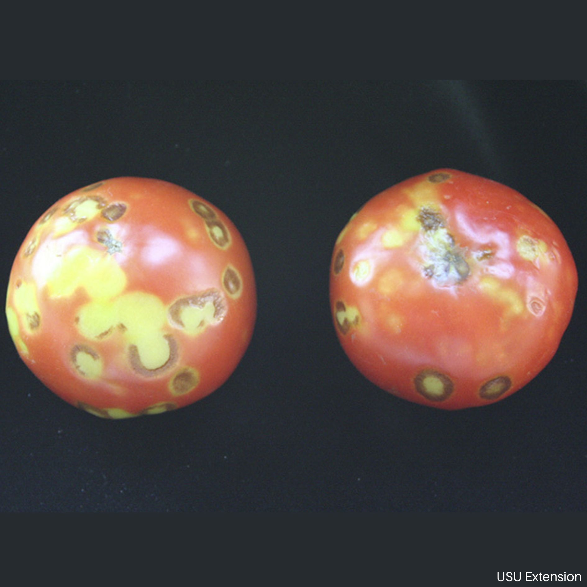 Tomato Mosaic Virus (ToMV) on Tomato