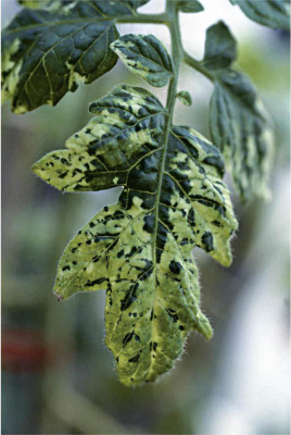 Tomato Mosaic Virus (ToMV) on Tomato