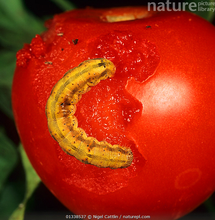 Tomato Fruitworm (Helicoverpa) on Tomato