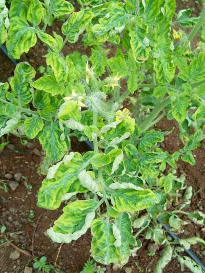 Tomato Yellow Leaf Curl (TYLCV) on Tomato