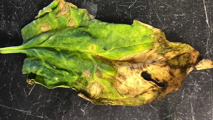 Anthracnose on Spinach
