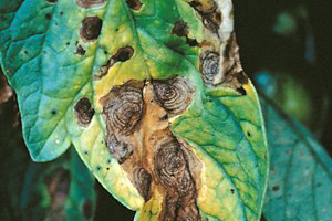 Alternaria Leaf Spot / Stem Canker (A. alternata) on Tomato