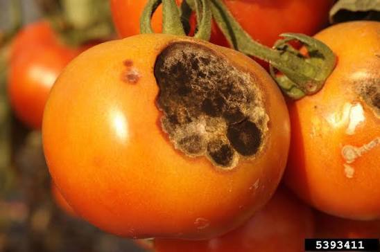 Alternaria Leaf Spot / Stem Canker (A. alternata) on Tomato