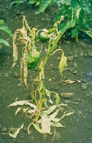 Bacterial Wilt on Tomato