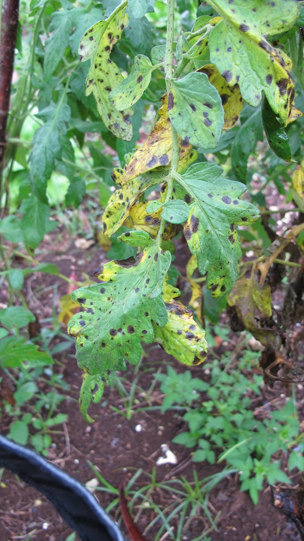 Target Spot on Tomato