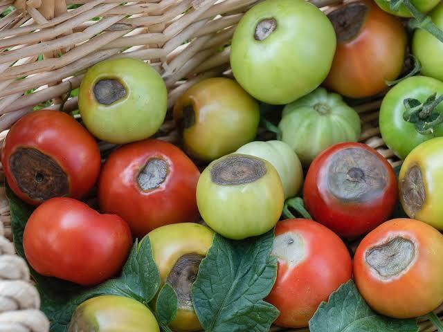 Blossom-End Rot on Tomato