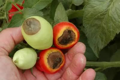 Blossom-End Rot on Tomato