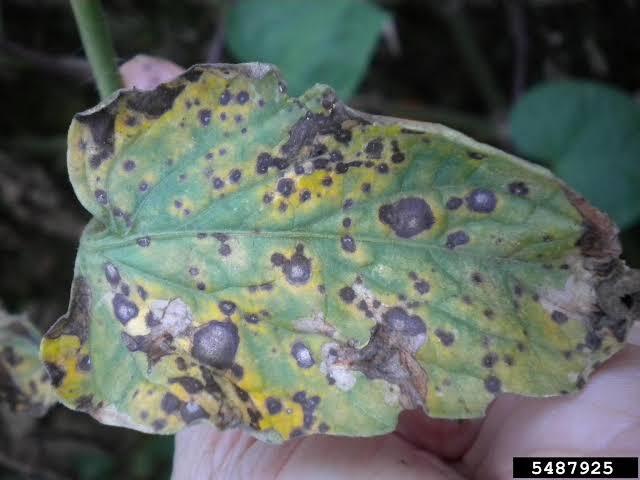 Leaf Mold on Tomato