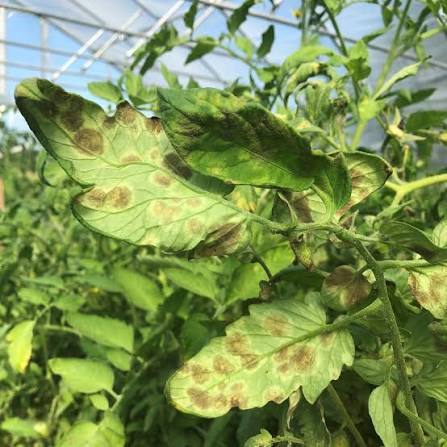 Leaf Mold on Tomato