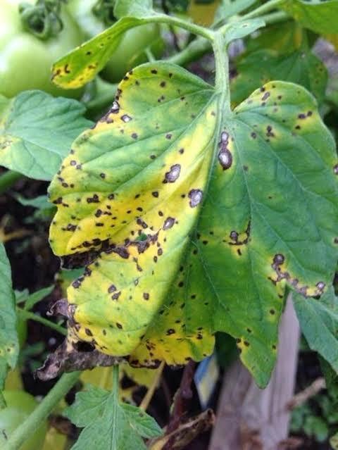 Septoria Leaf Spot on Tomato