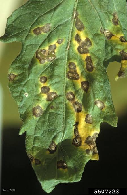 Septoria Leaf Spot on Tomato
