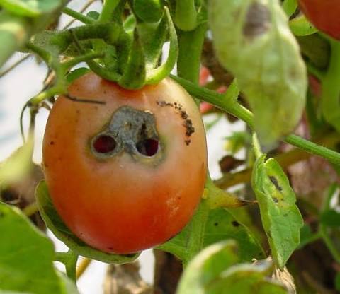 Tomato Fruitworm (Helicoverpa) on Tomato