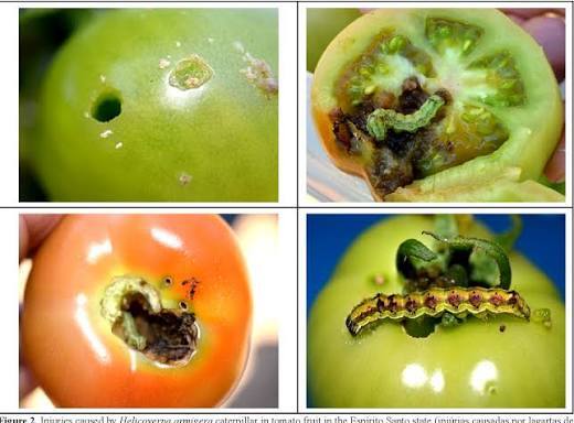 Tomato Fruitworm (Helicoverpa) on Tomato