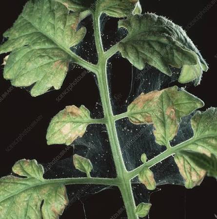 Two-Spotted Spider Mite on Tomato