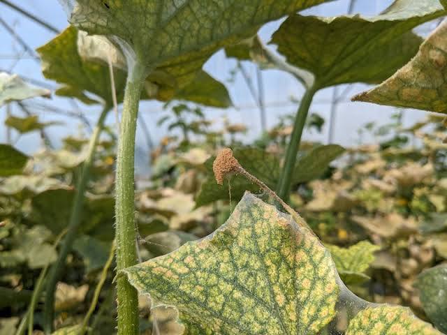 Two-Spotted Spider Mite on Tomato