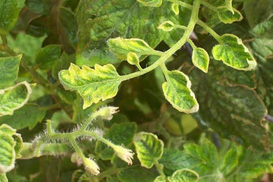 Tomato Yellow Leaf Curl (TYLCV) on Tomato