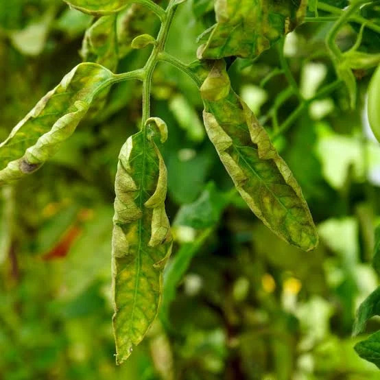 Tomato Yellow Leaf Curl (TYLCV) on Tomato