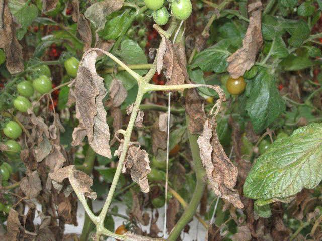 Tomato Russet Mite on Tomato
