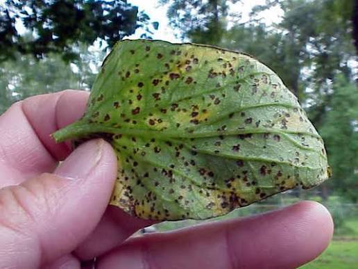 Bacterial Spot on Tomato