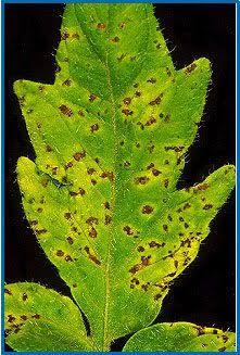 Bacterial Spot on Tomato