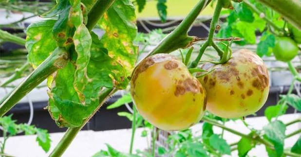 Tomato Early Blight on Tomato