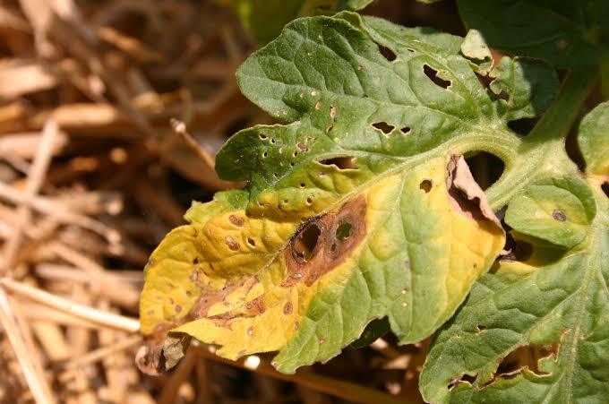 Tomato Early Blight on Tomato