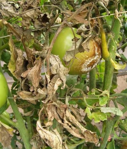 Late Blight on Tomato