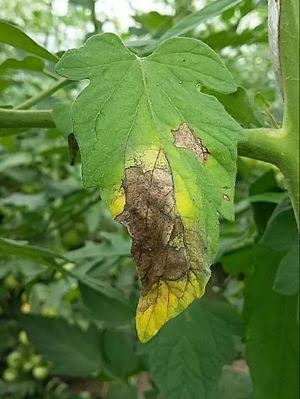 Late Blight on Tomato