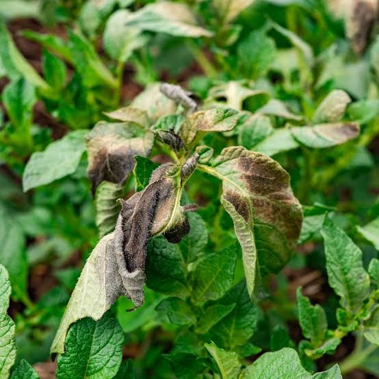 Early Blight on Potato