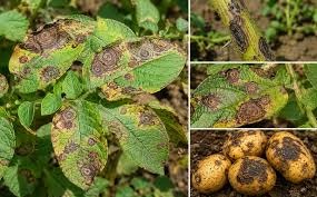 Early Blight on Potato