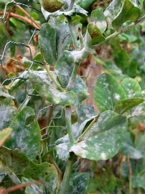 Powdery Mildew on Pea