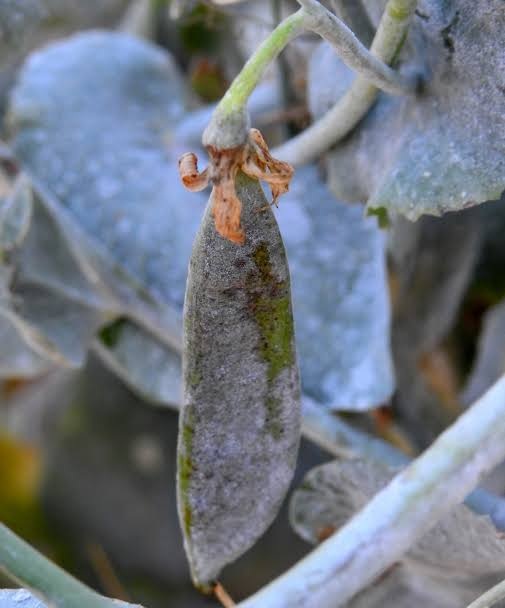 Powdery Mildew on Pea