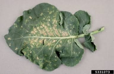 Downy Mildew on Pea