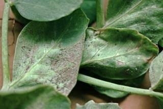 Downy Mildew on Pea