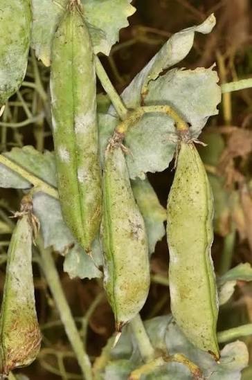 Downy Mildew on Pea