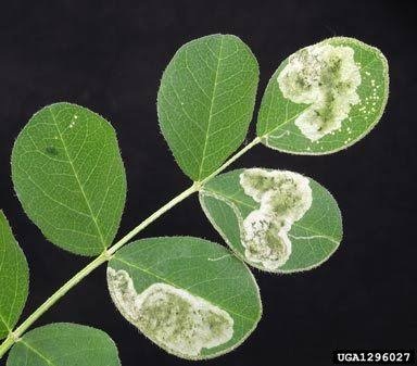 Pea Leaf Miner on Pea