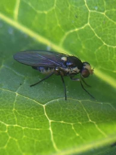 Pea Leaf Miner on Pea