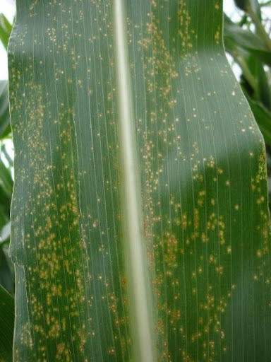 Curvularia Leaf Spot on Maize