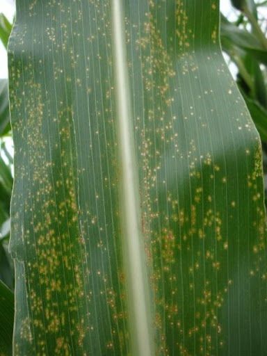 Curvularia Leaf Spot on Maize