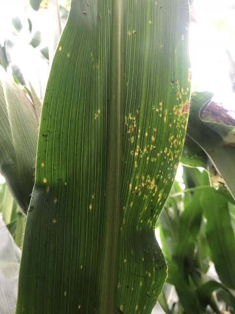Curvularia Leaf Spot on Maize