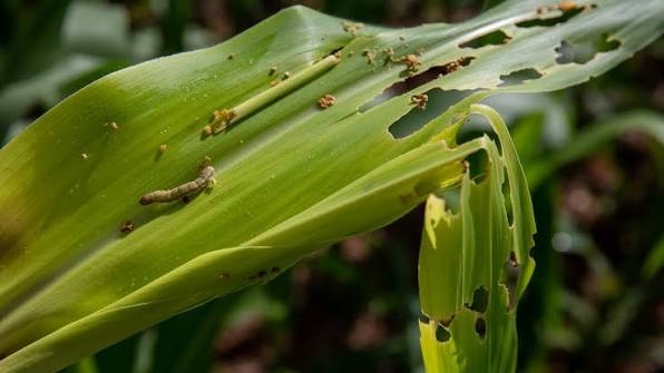 Fall Armyworm on Maize