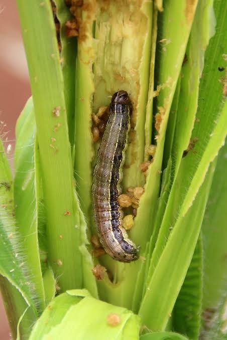 Fall Armyworm on Maize