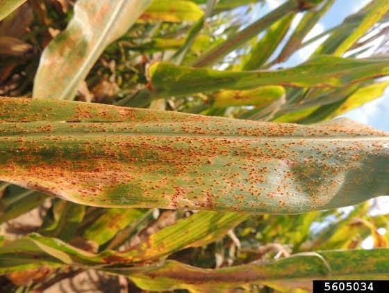 Common Rust on Maize