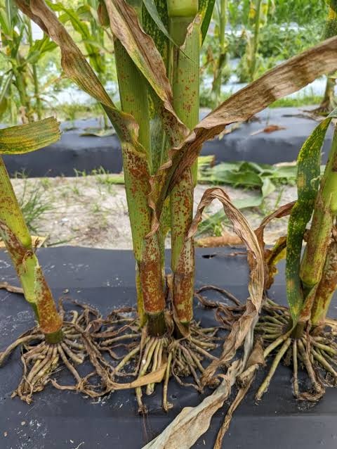 Common Rust on Maize