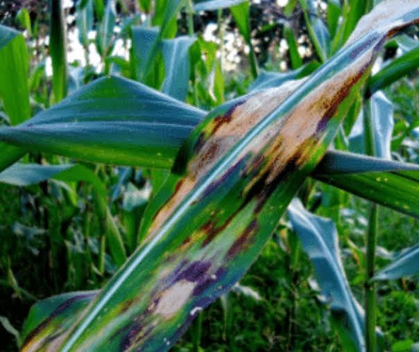 Helminthosporiosis (Southern Corn Leaf Blight) on Maize