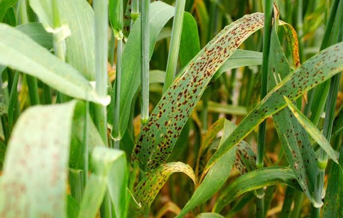Helminthosporiosis (Southern Corn Leaf Blight) on Maize