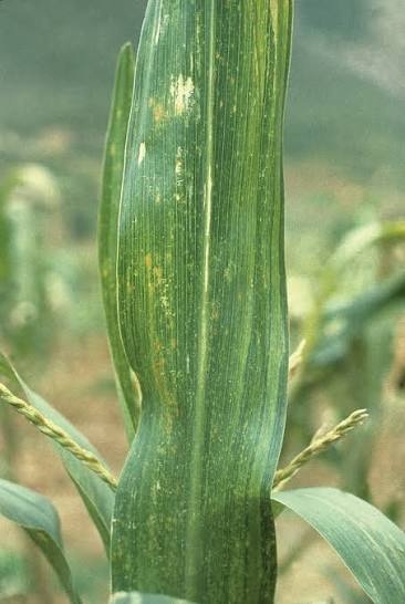 Maize Streak (Stripe) Virus on Maize