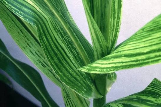 Maize Streak (Stripe) Virus on Maize