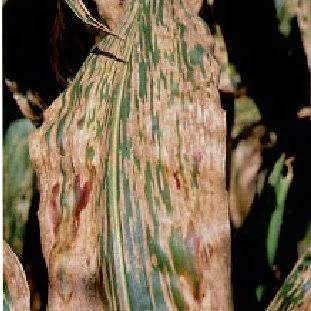 Gray Leaf Spot on Maize