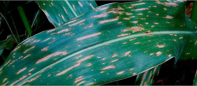 Gray Leaf Spot on Maize